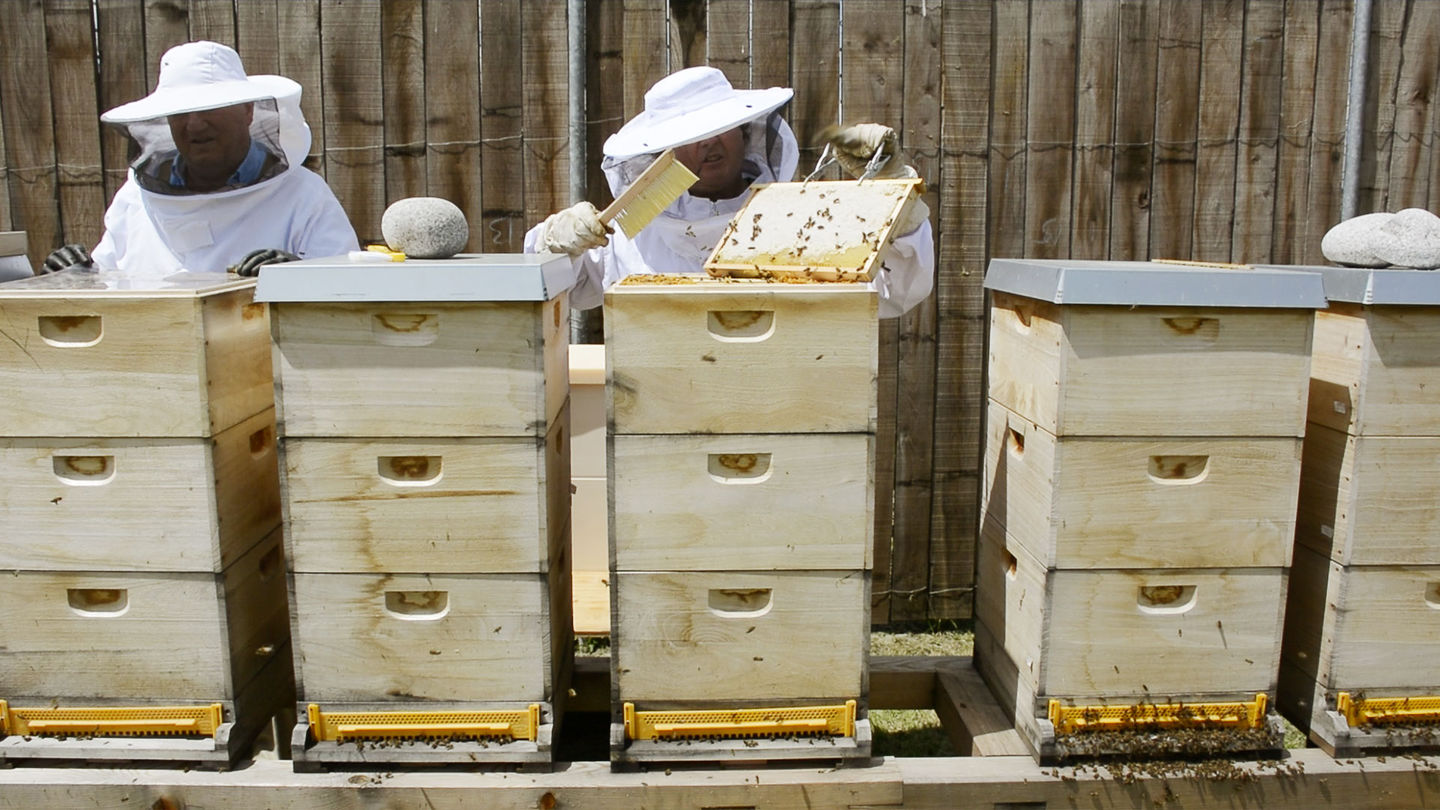 TEAM 7 beekeepers with beehives.