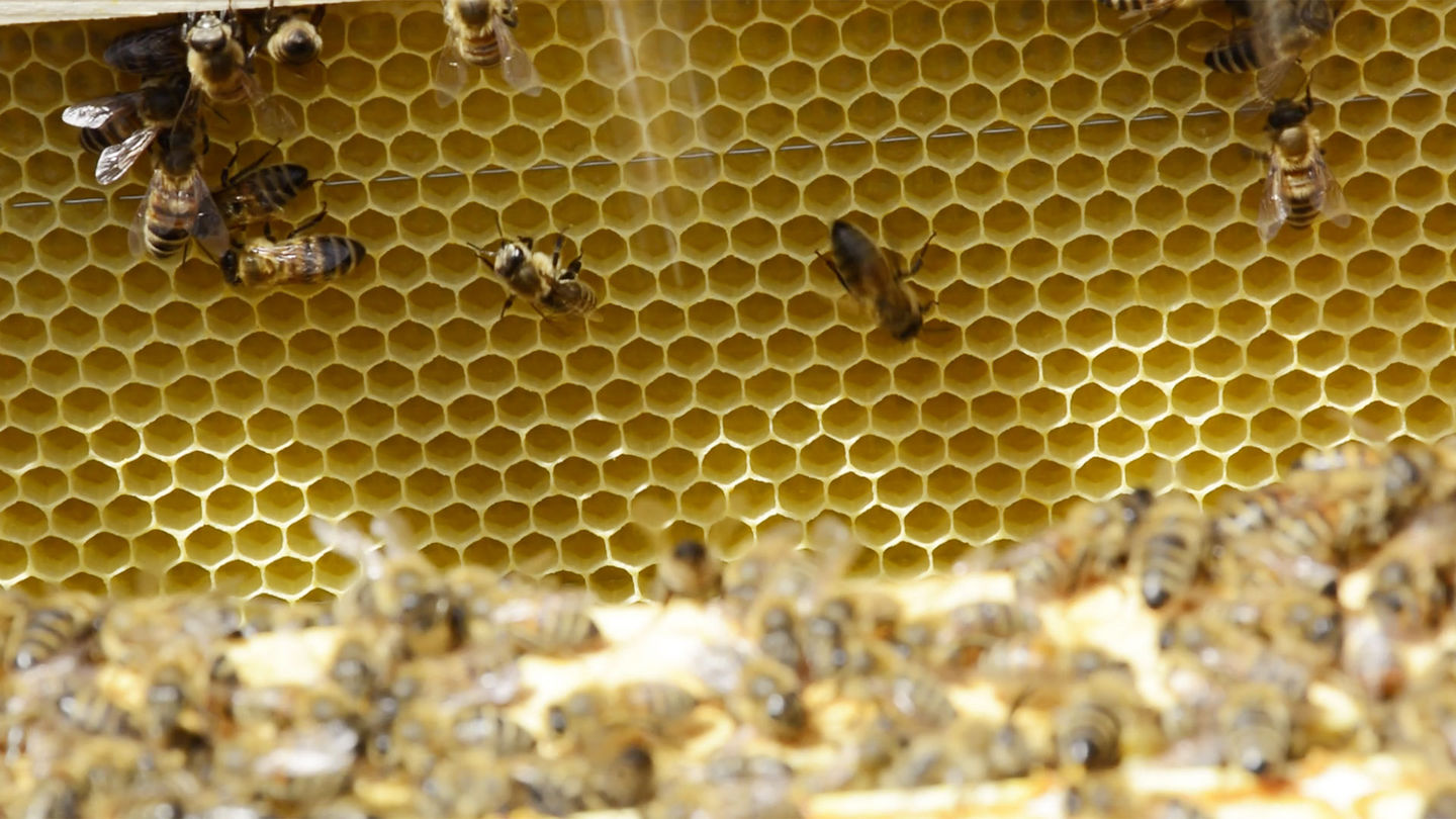 Nahaufnahme von Bienenwaben mit Bienen bei TEAM 7 Pram.