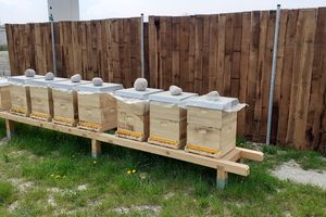 7 neue Bienenstöcke bei TEAM 7 in Pram