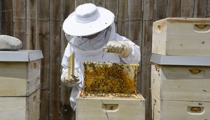 TEAM 7 beekeeper with beehives.